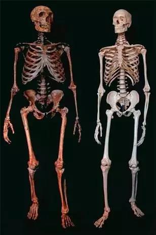 重构的尼安德特人骨架（左）与现代人骨架（右