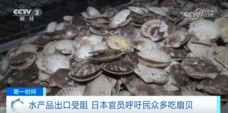 部分水产加工企业的仓库内，扇贝等水产品即将堆到大约8米高的天花板